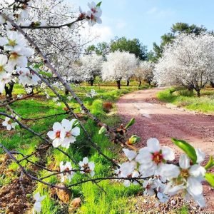 Datça Almond Blossom Festival